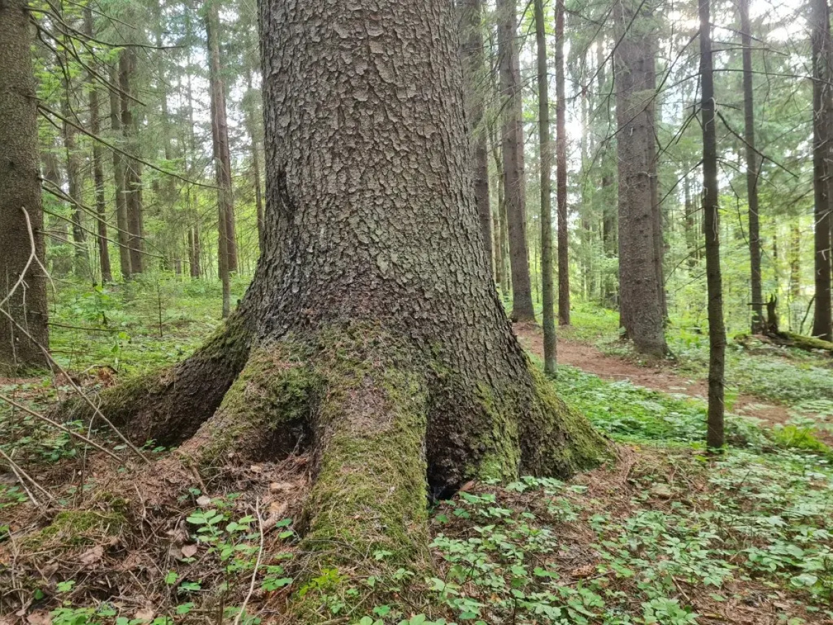 Апартаменты Валдай Пространство мечты 1