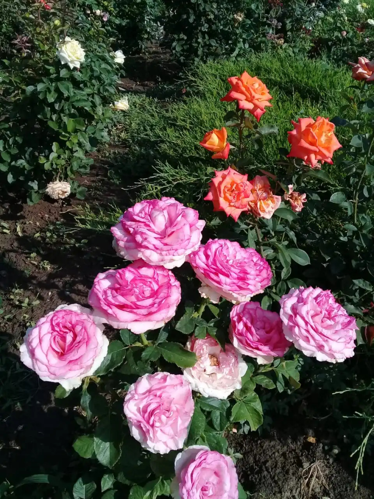 Мини-Отель Добрый Бобр