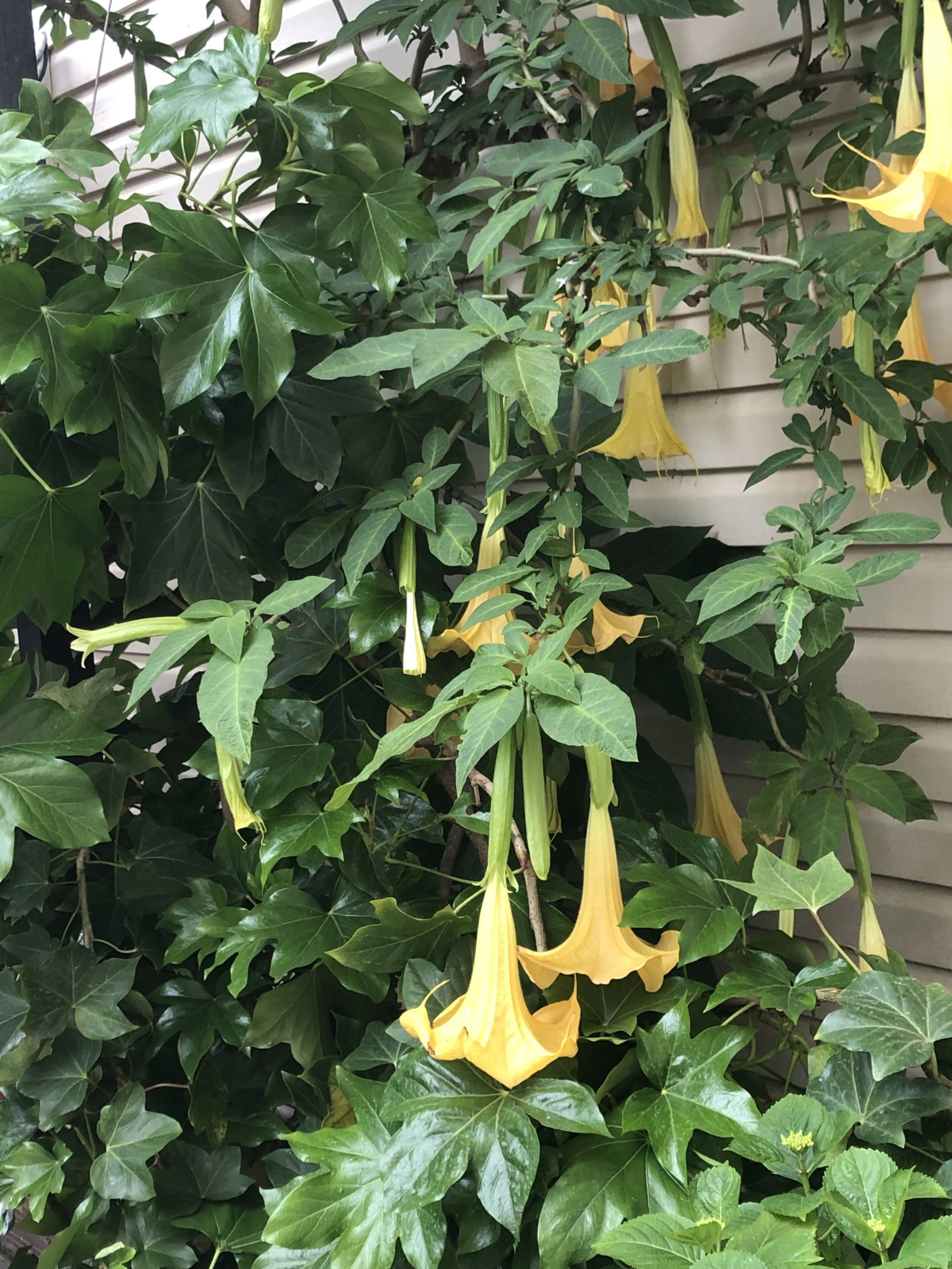 Гостевой дом Морская сказка