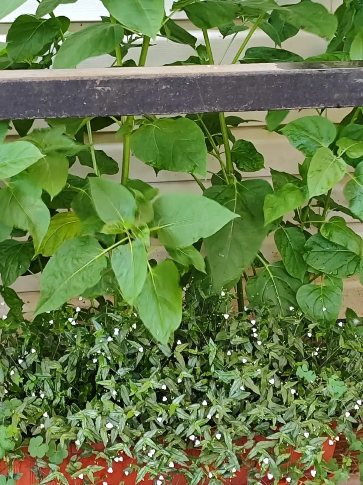 Гостевой дом Морская сказка