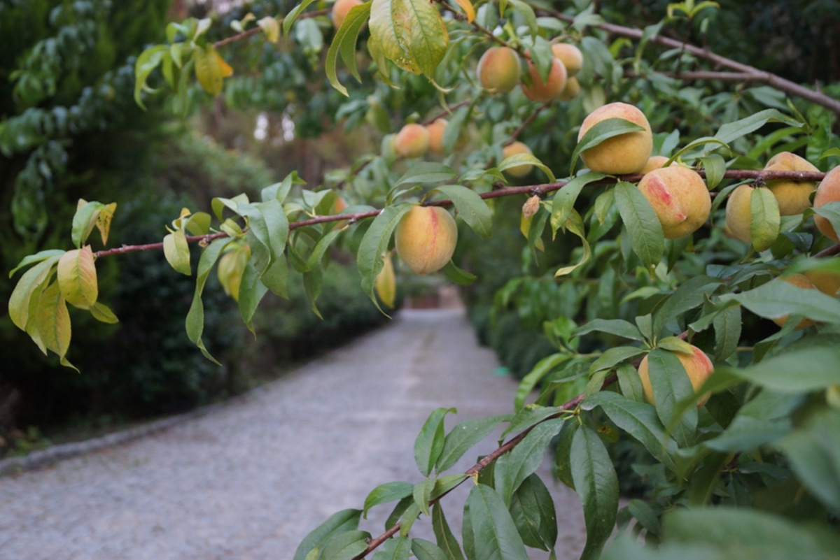 Бутик-отель Padok Premium Hotel & Stables