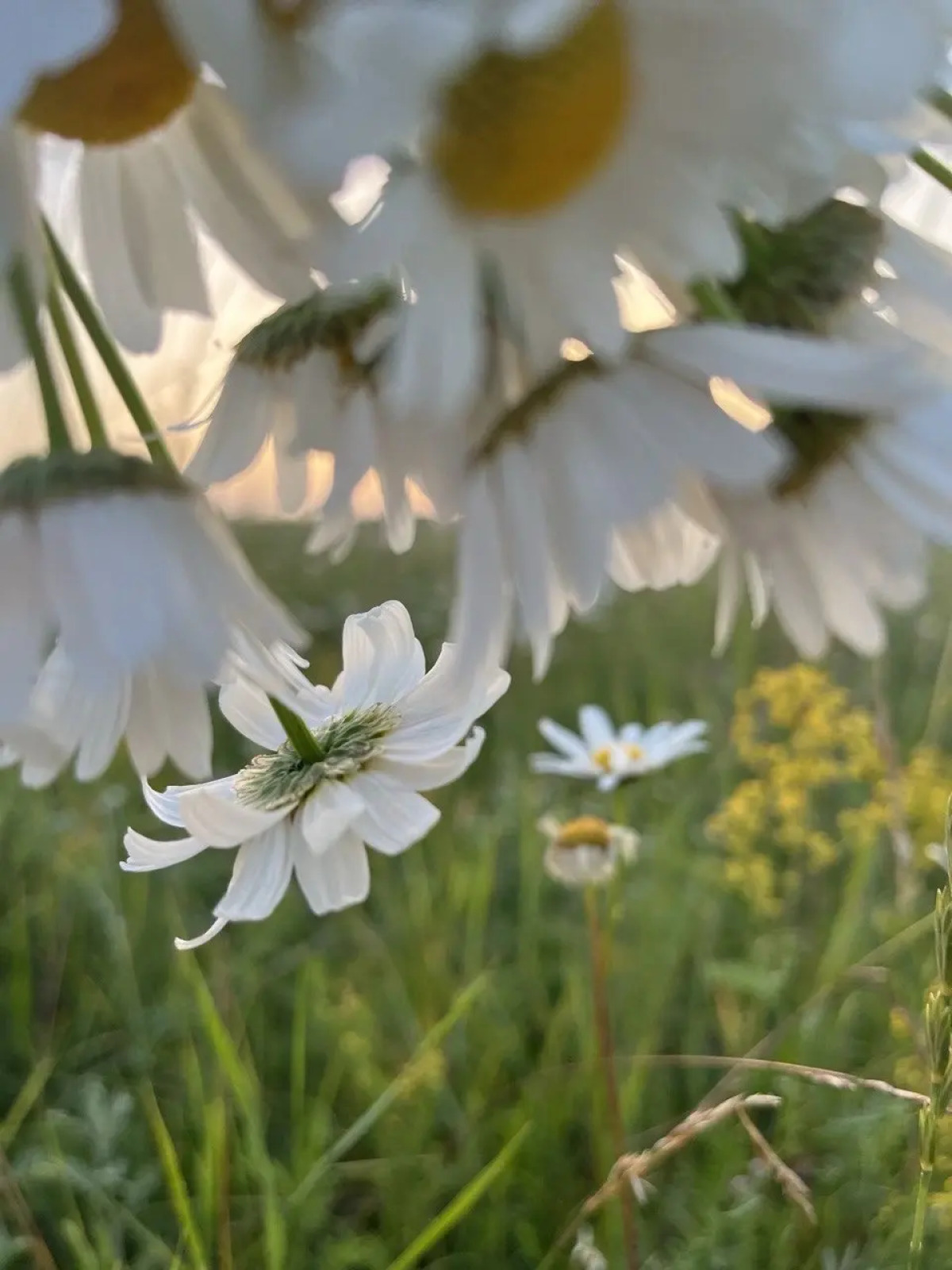Частный дом Дизайнерский Барнхаус