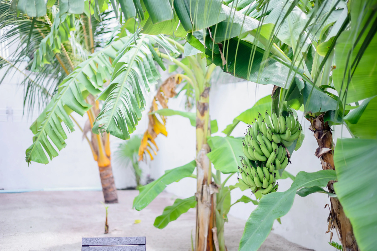 Гостевой дом Belvedere Thoddoo