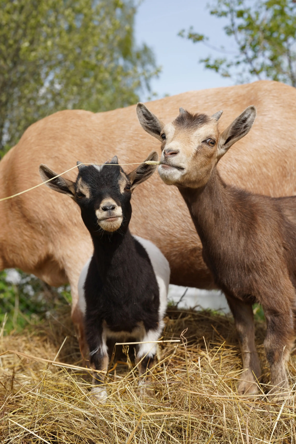 Дом Уютный в стиле Прованс
