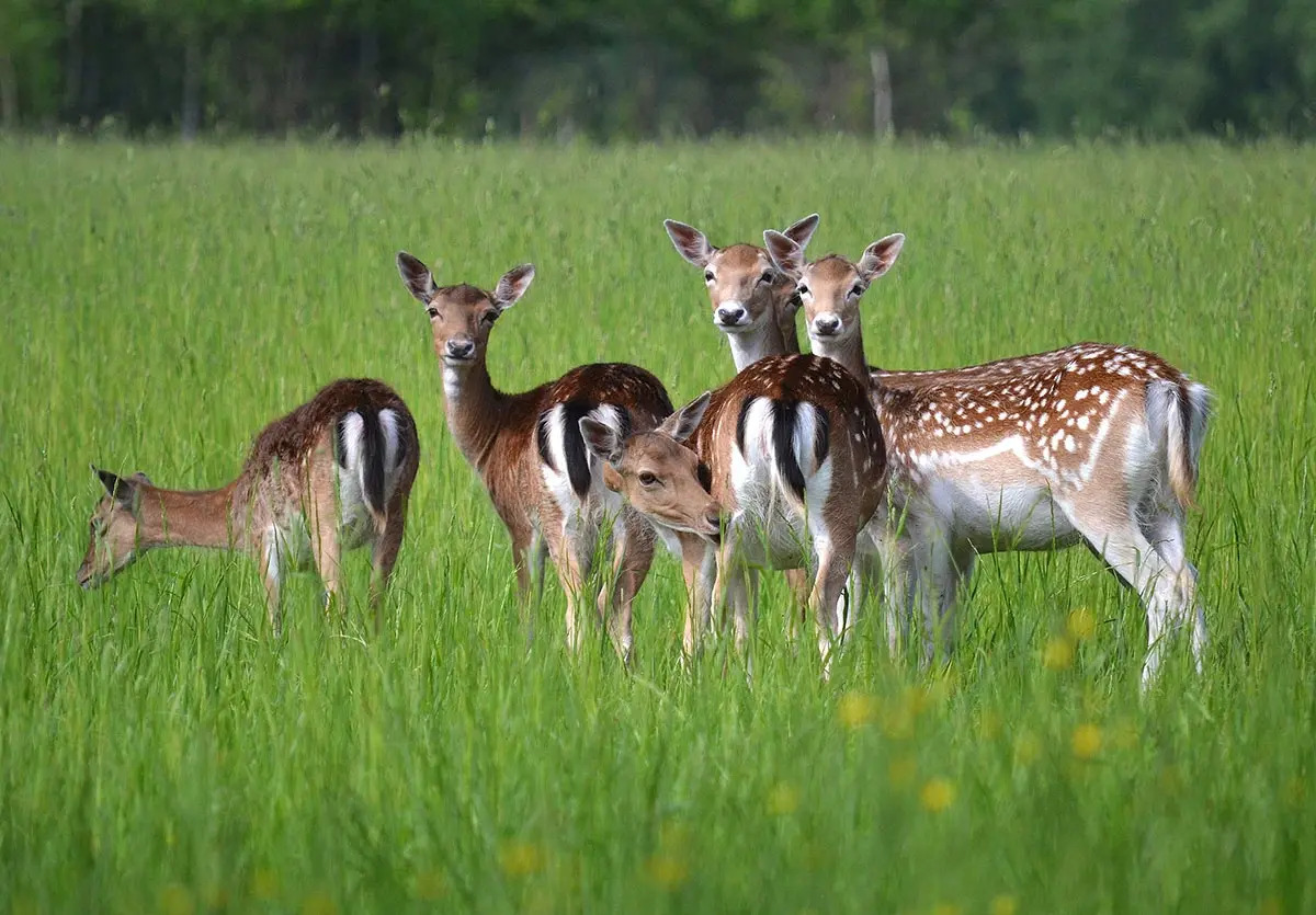 Замок La Ferme de Reve