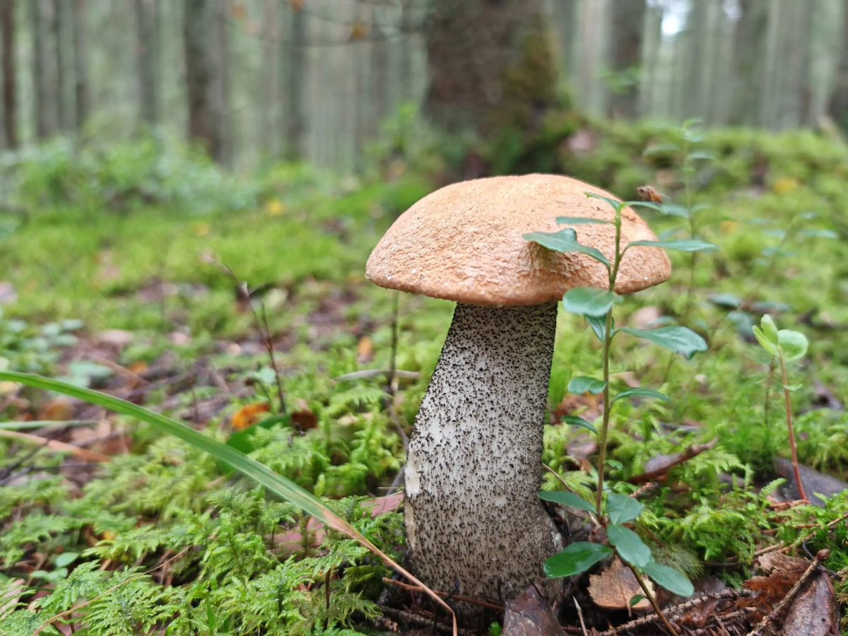 Апартаменты Отдых на Селигере турбаза Чайка