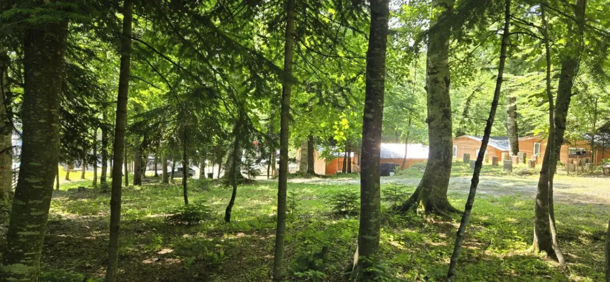 Горная Мята