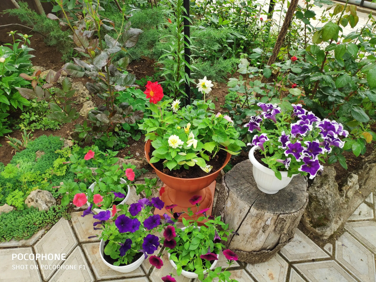 Гостевой Дом У Чижика