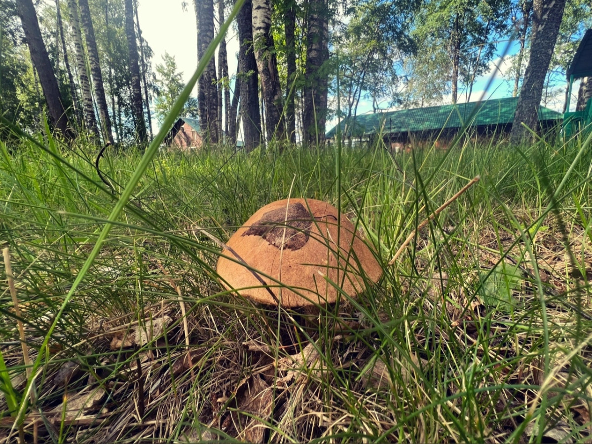 База отдыха Александровская