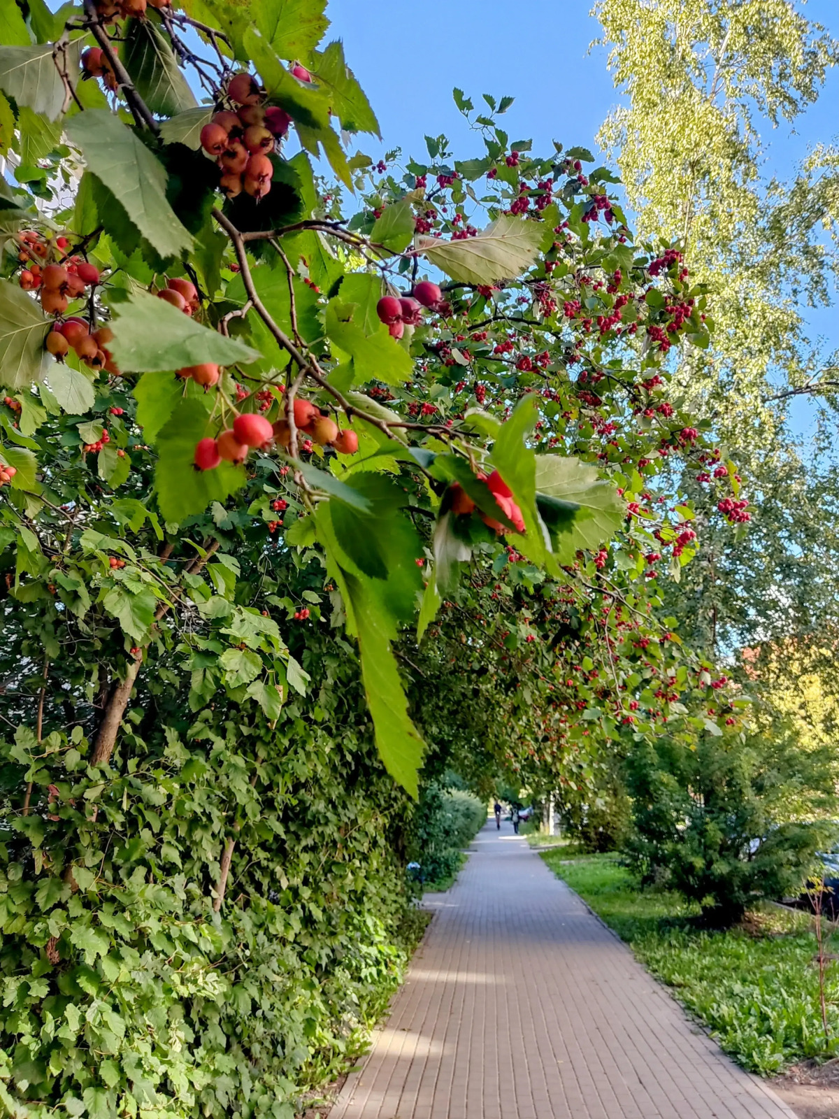 Апартаменты Солнечная Студия Ирина