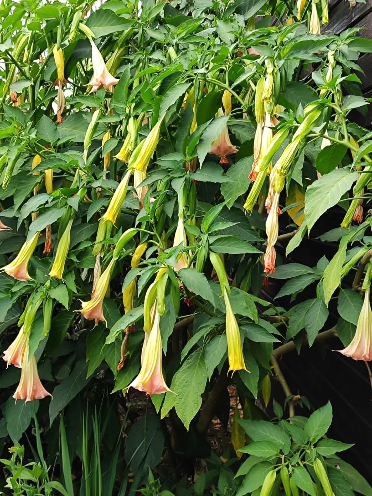 Гостевой дом Морская сказка