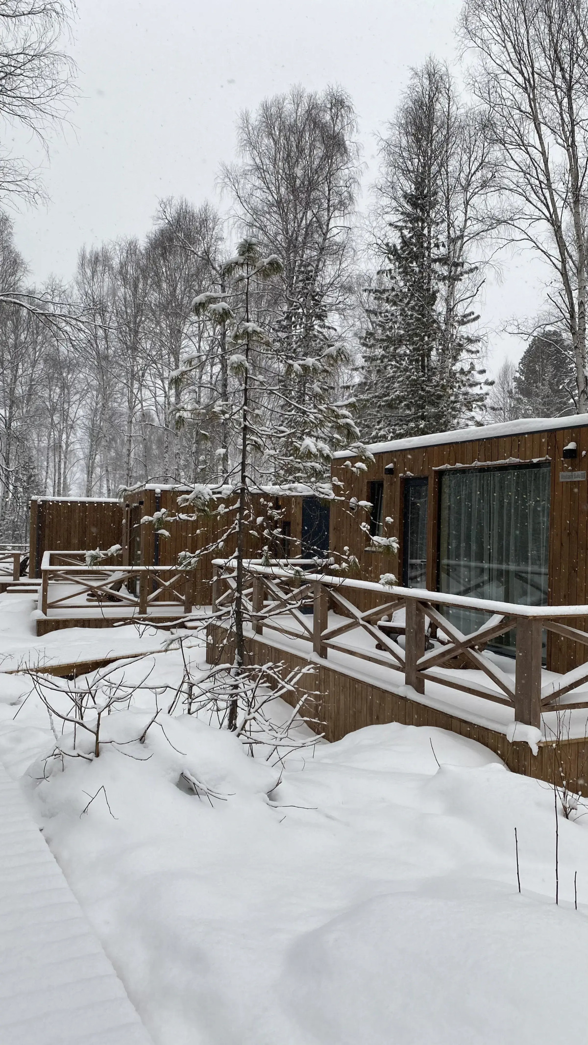 Снежные Гуси в Байкальске