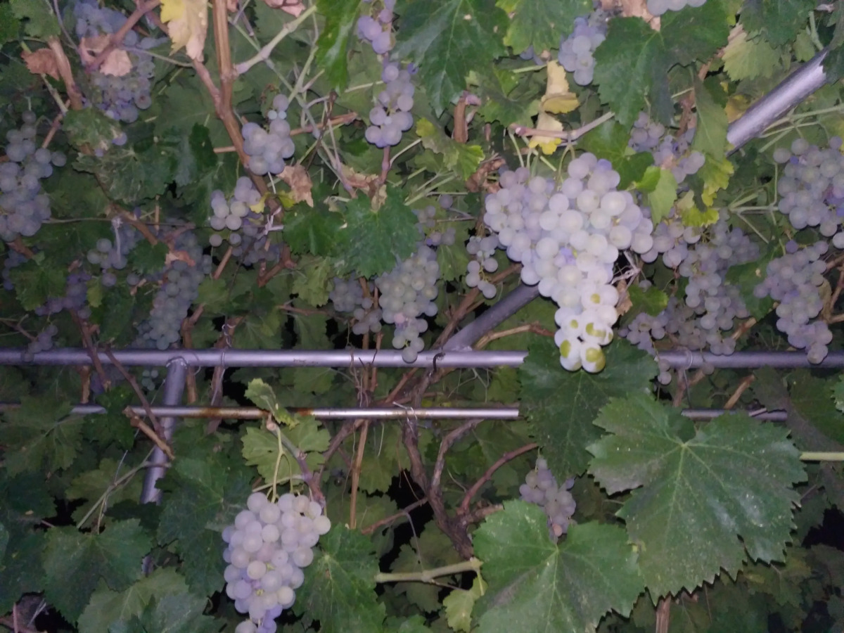 Гостевой Дом Lusya B&B