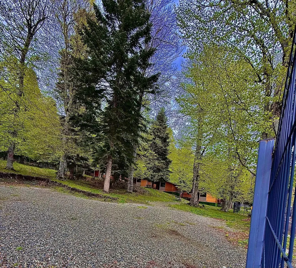 Горная Мята