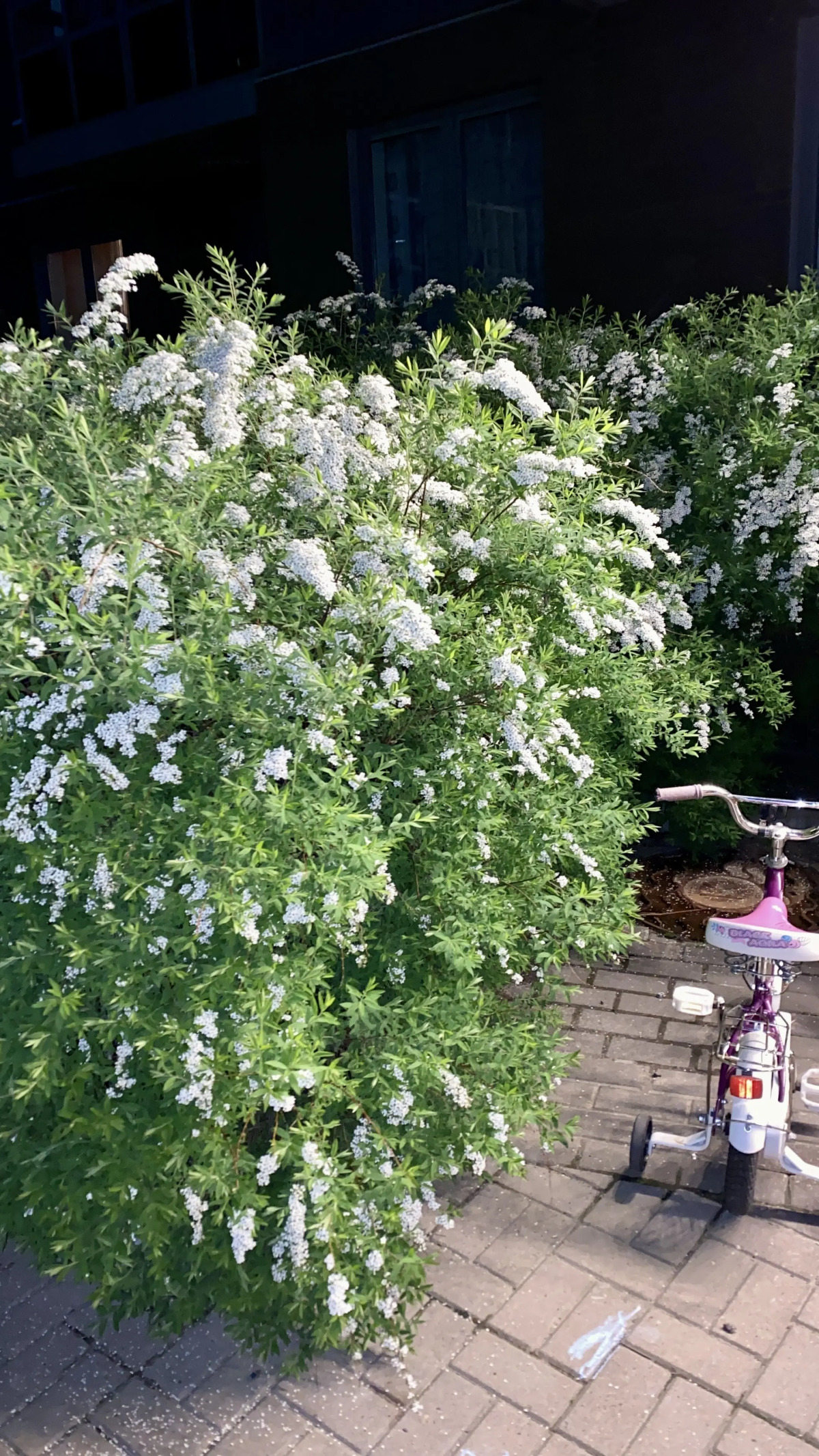 Апартаменты Розовый Шоколад