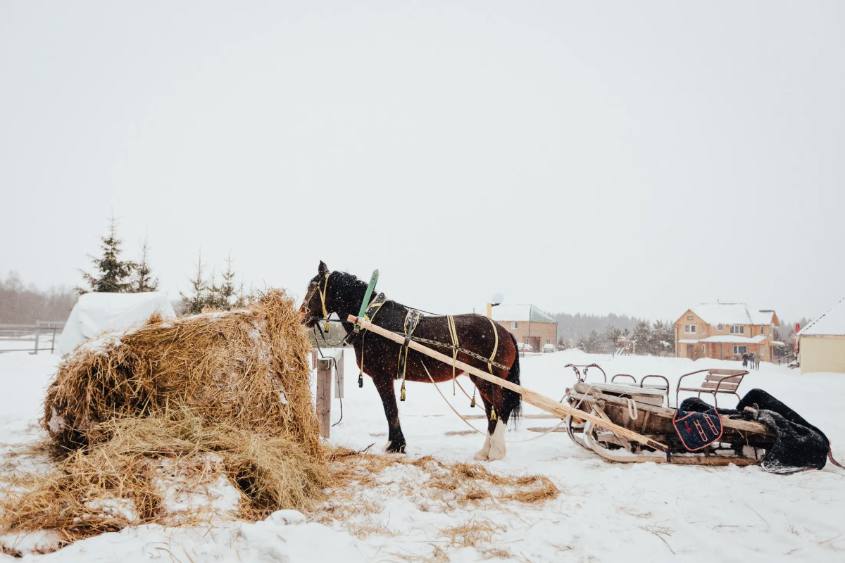 База отдыха Агротуристический комплекс Эль Ранчо