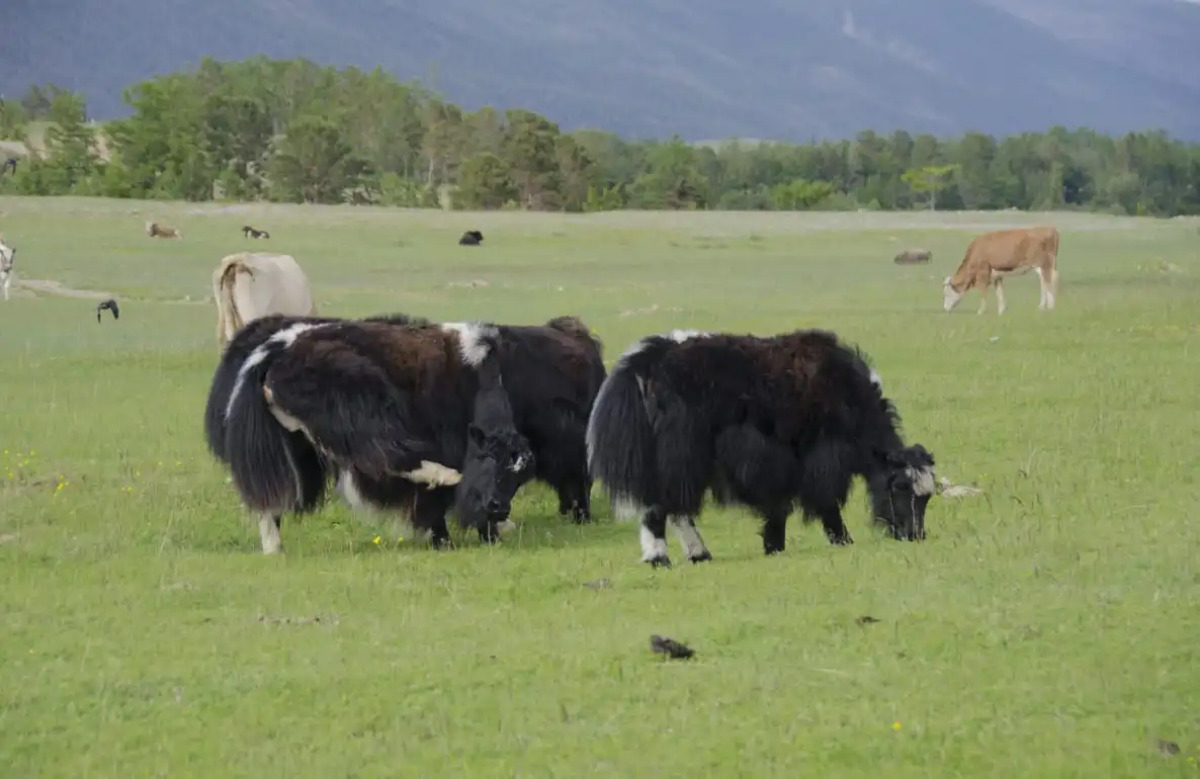 Гостевой дом Мухтуя