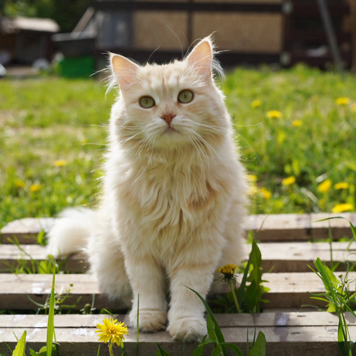 Дом Уютный в стиле Прованс