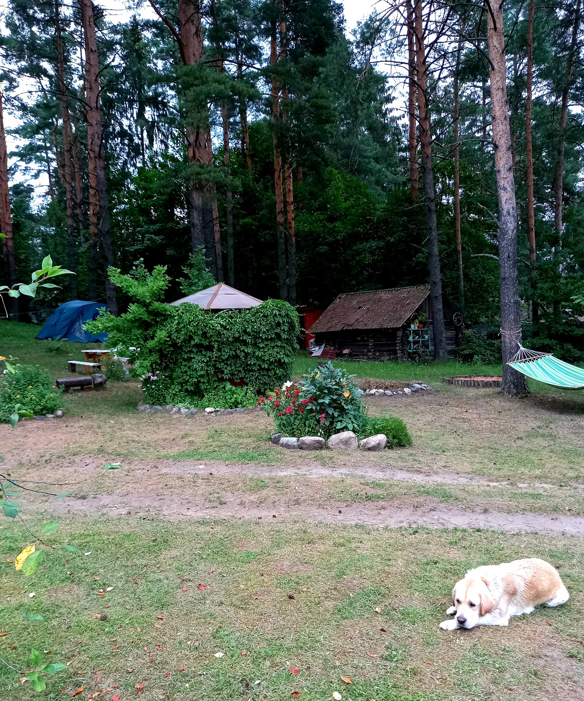 Дом у сосен