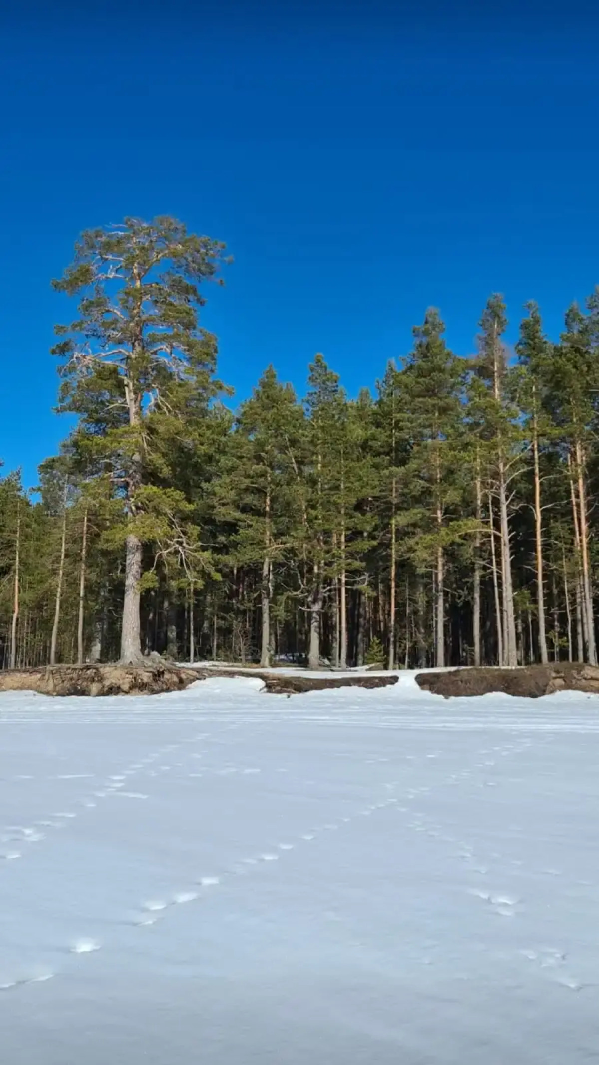 Гостевой дом с сауной вблизи реки и озера Ладоги Лисий берег
