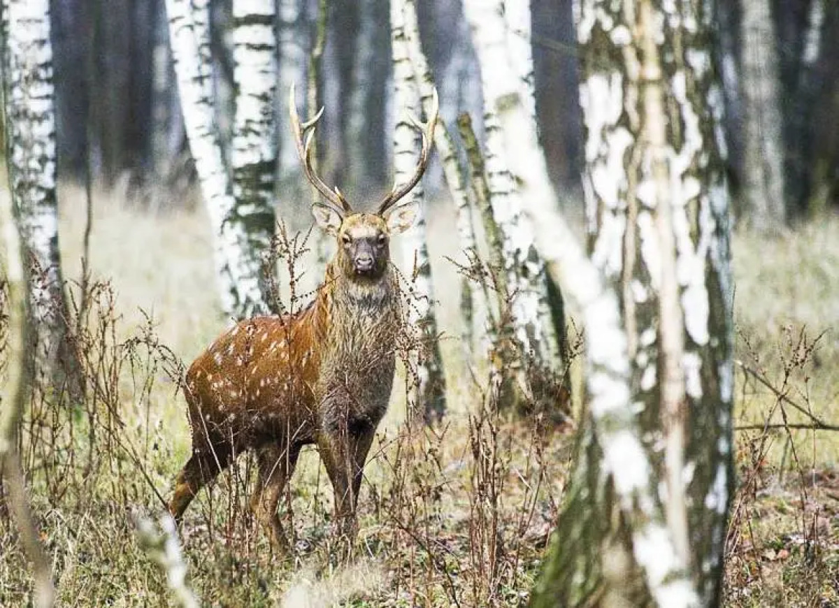База Отдыха Арт Усадьба Веретьево