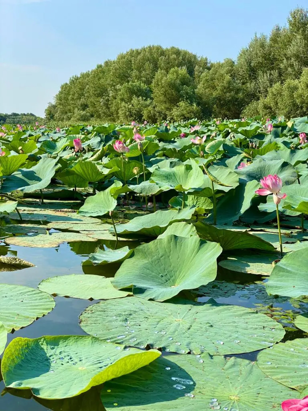 База отдыха Домик в Лотосах