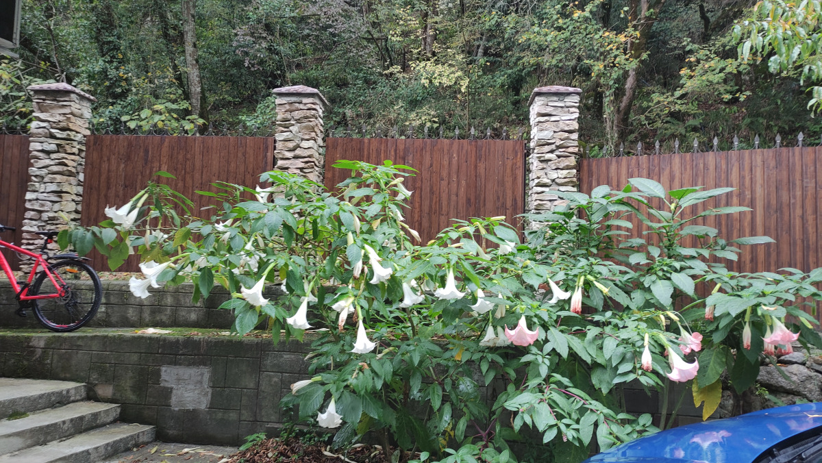 Гостевой Дом Агава