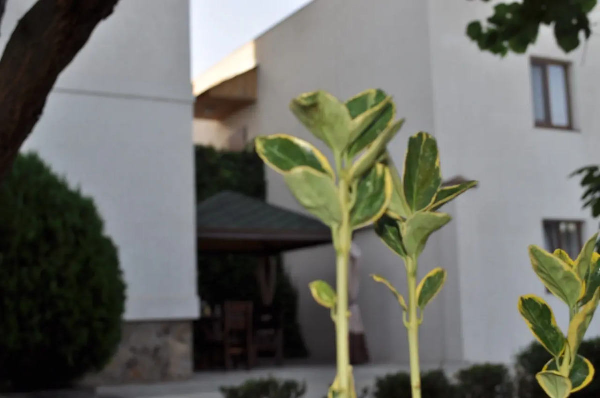 Отель Ольга