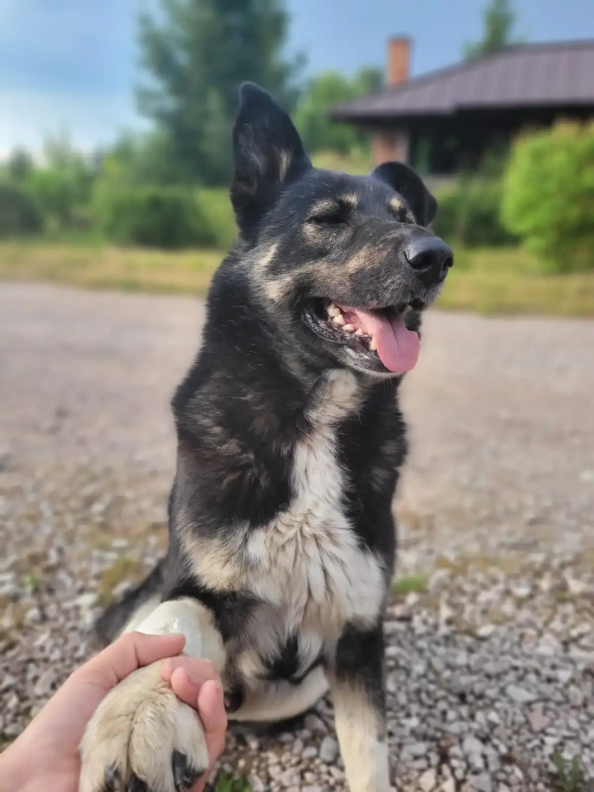 Гостевой дом Первая лошадь