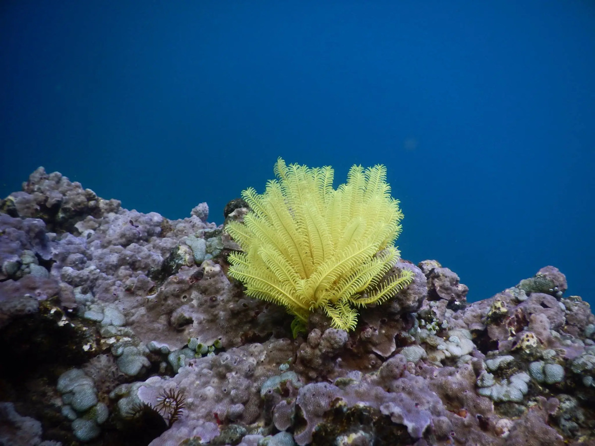 Отель Bondalem Beach Club
