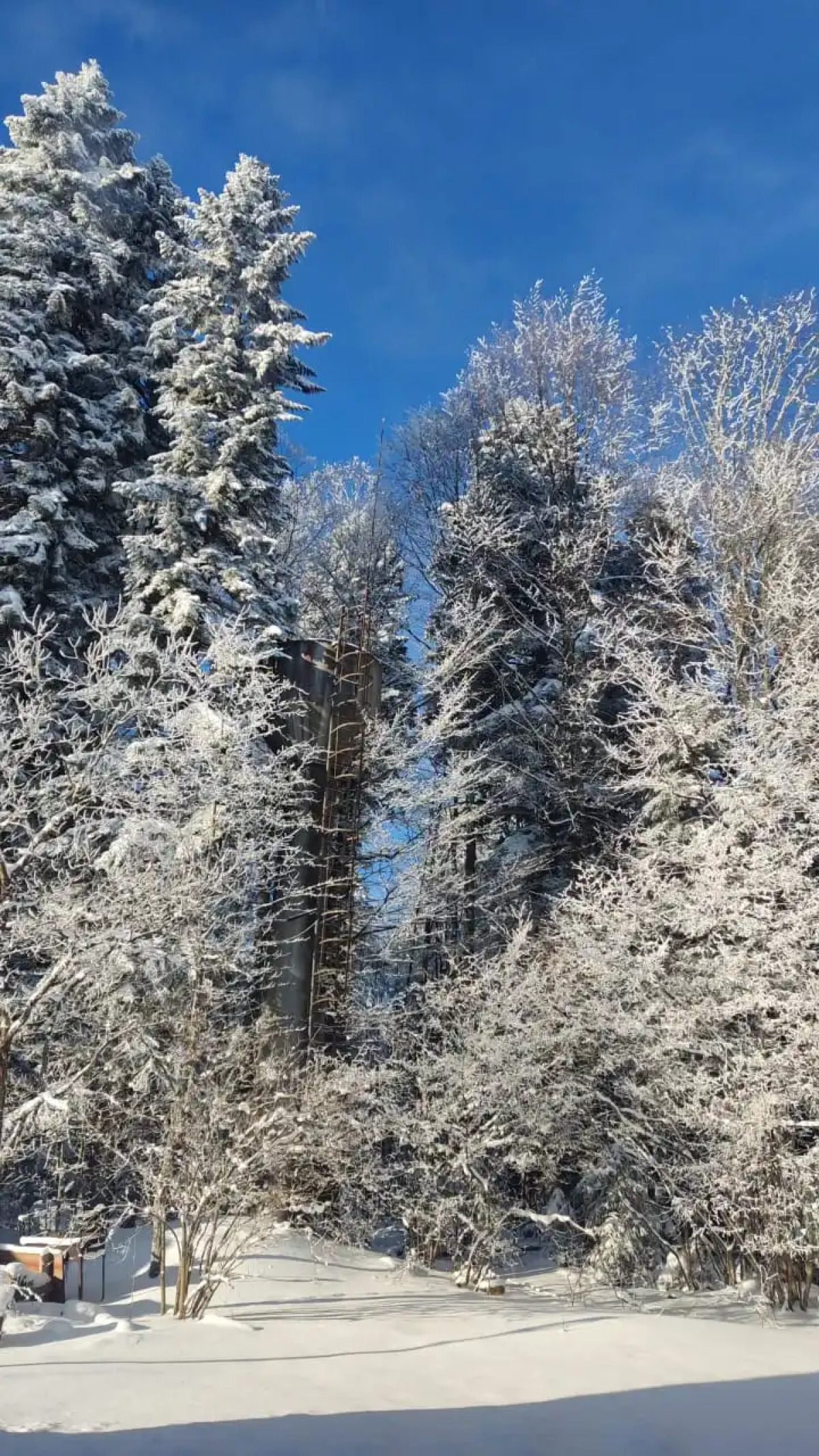 Парк-отель Пихтовый Бор