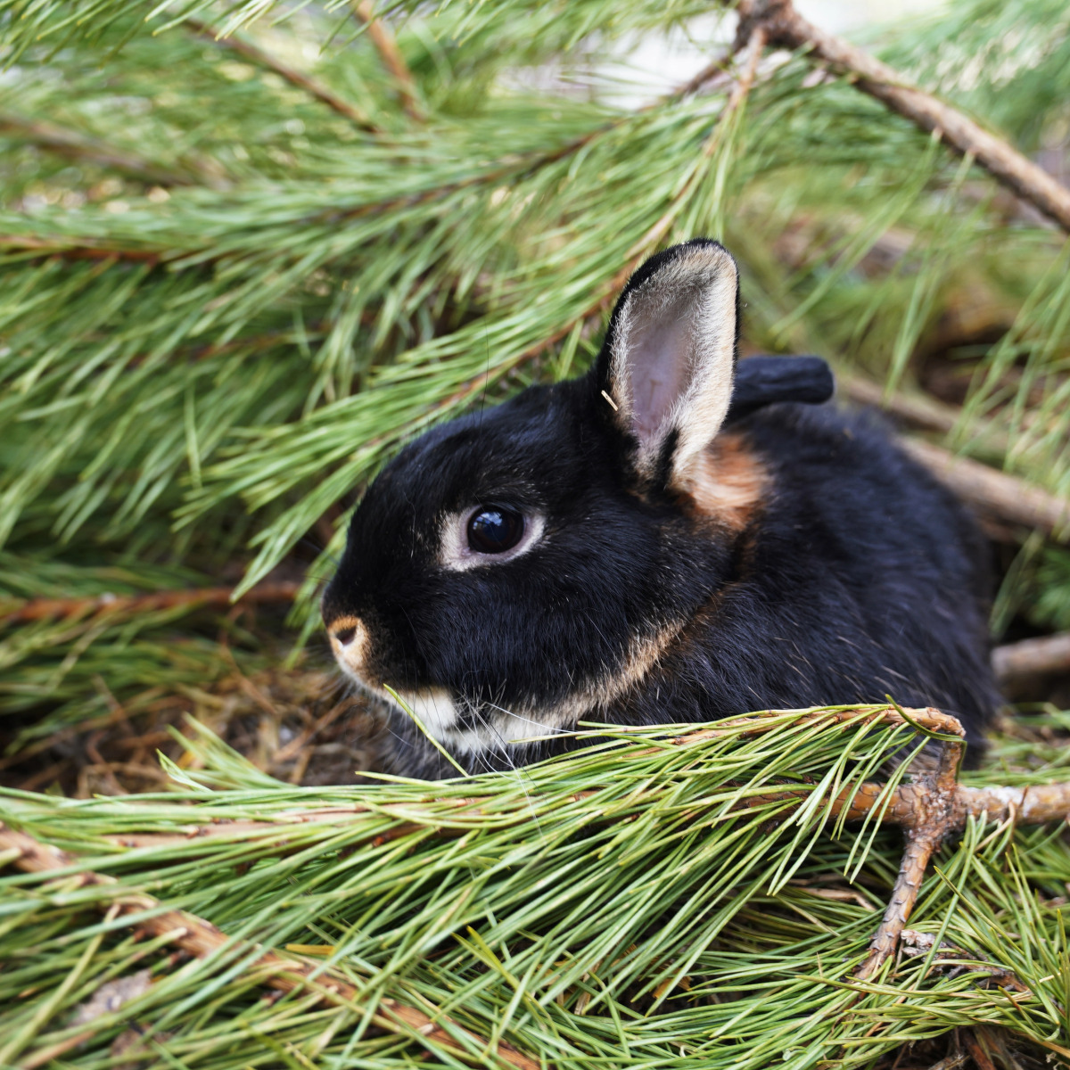 Дом Уютный в стиле Прованс