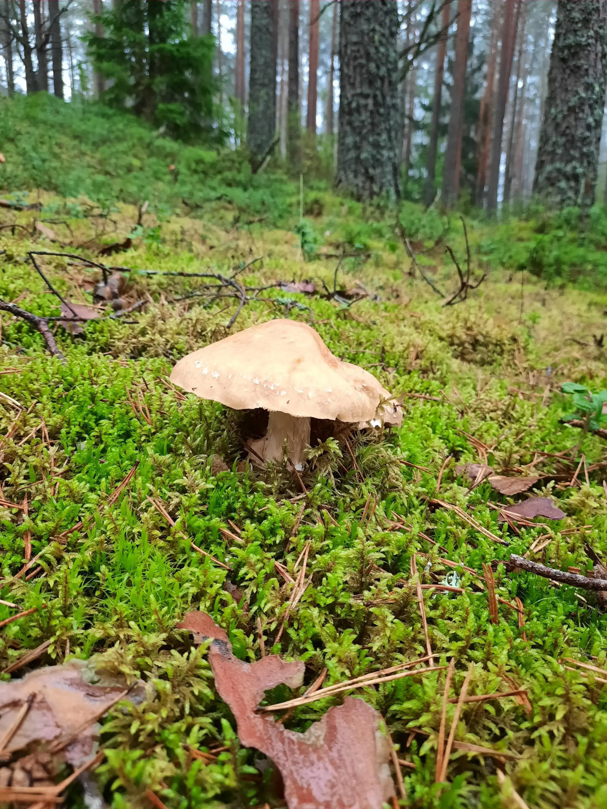 Гостевой дом Усадьба Коноваловых