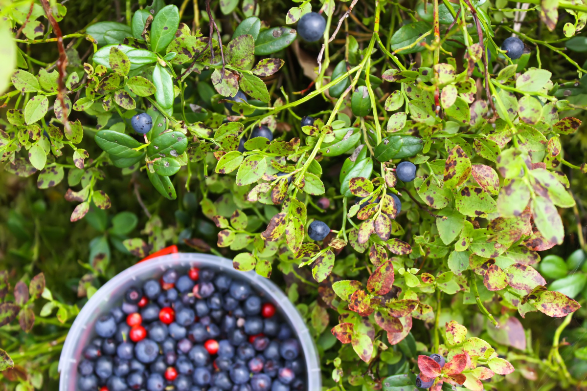 Частный дом в Снетково у озера