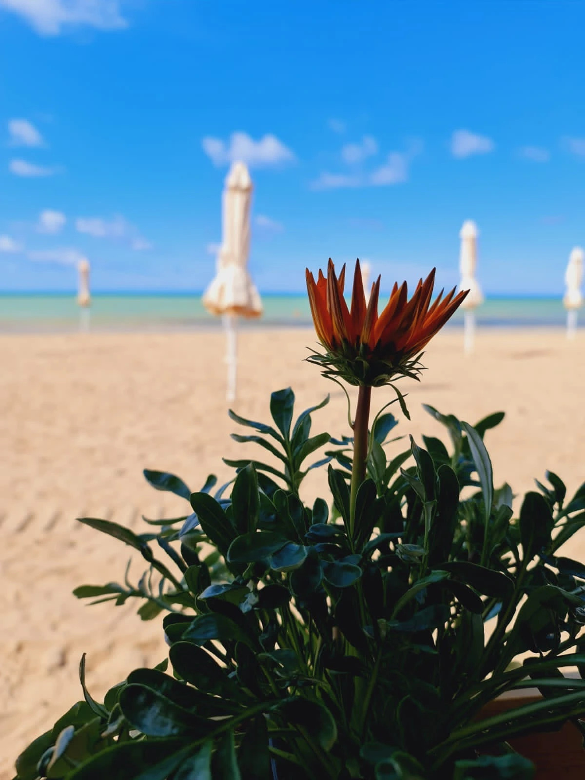 Апартаменты Золотые пески