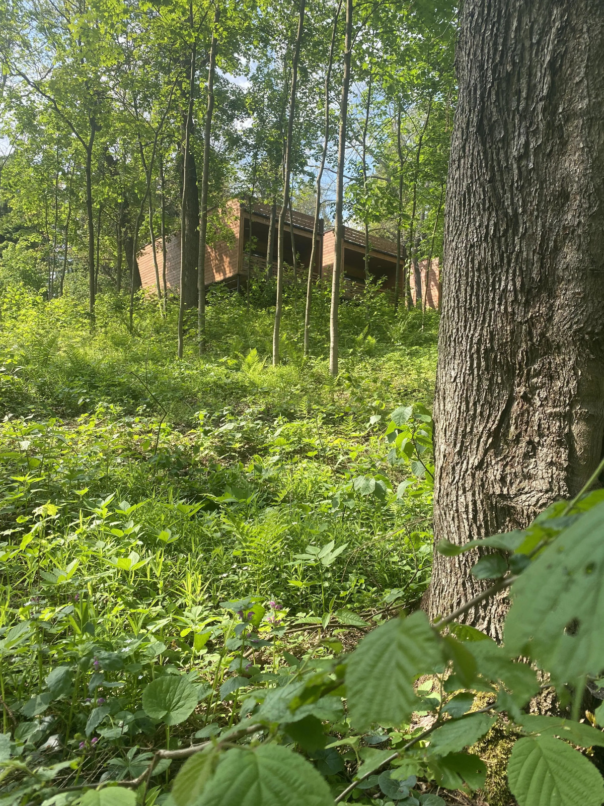 Отель Ruza Forest