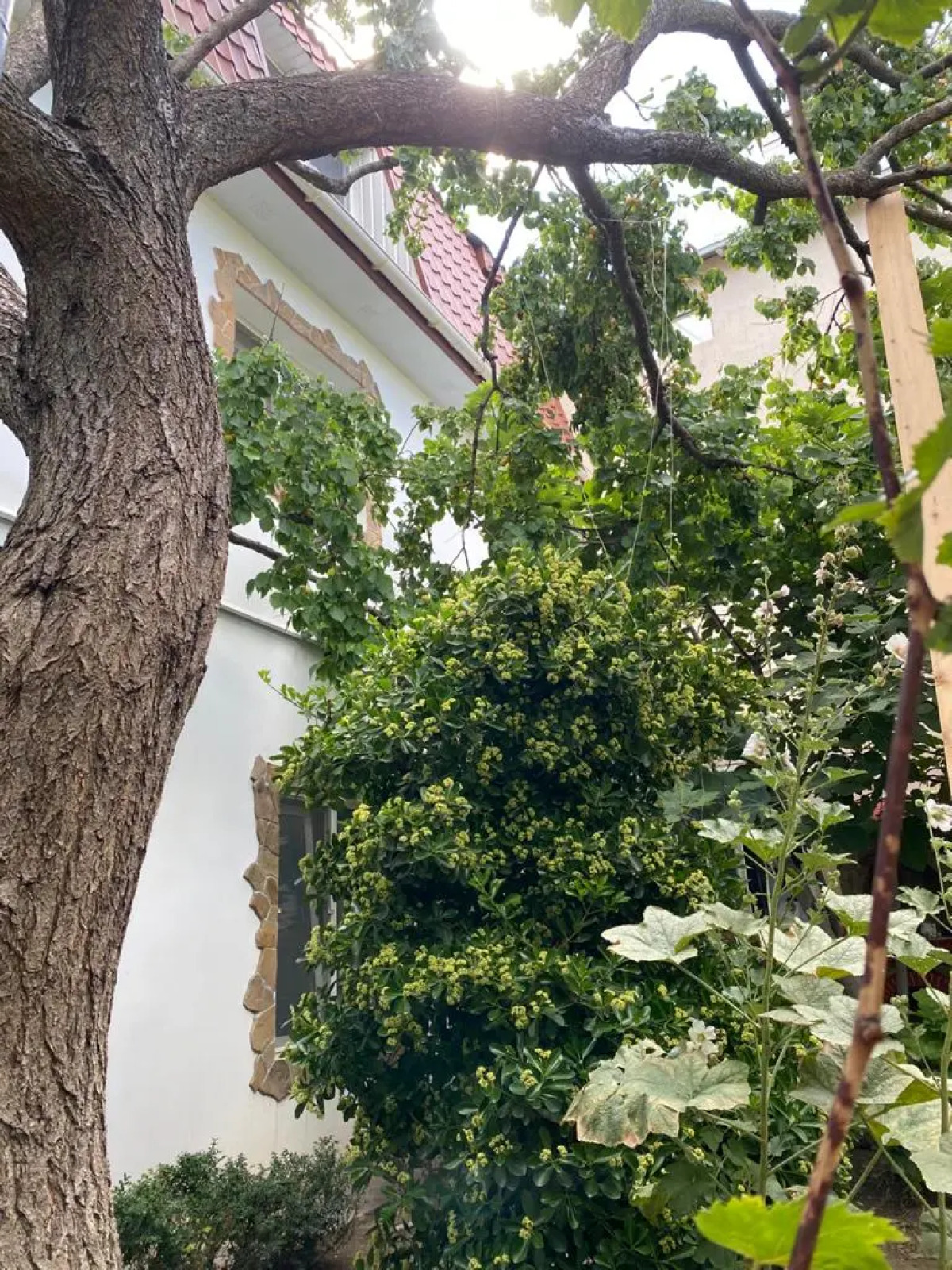 Гостевой дом Koronello