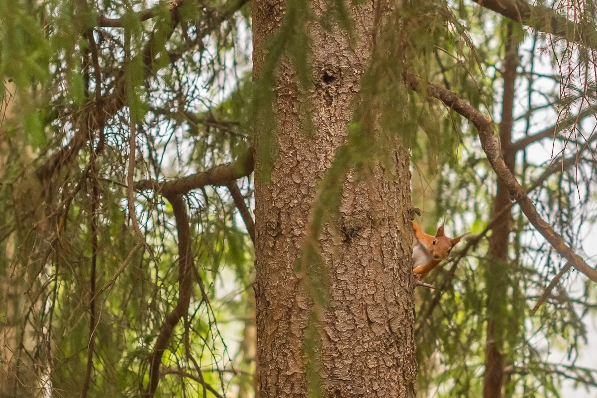 База Отдыха Янисъярви