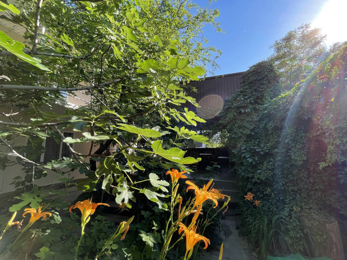 Меблированные комнаты Николь