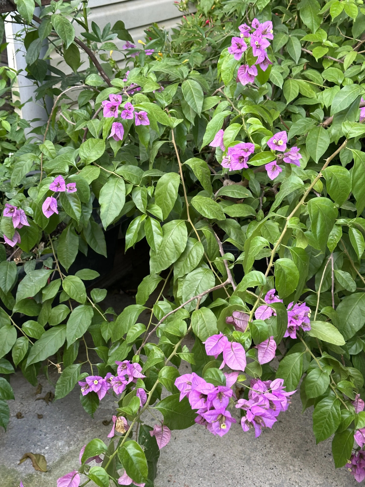 Гостевой дом Морская сказка