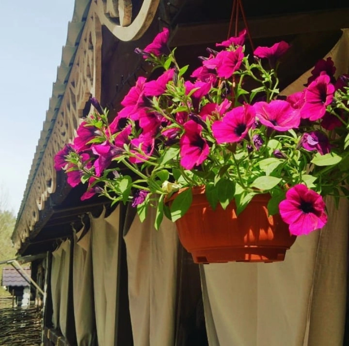 Отель Австерия