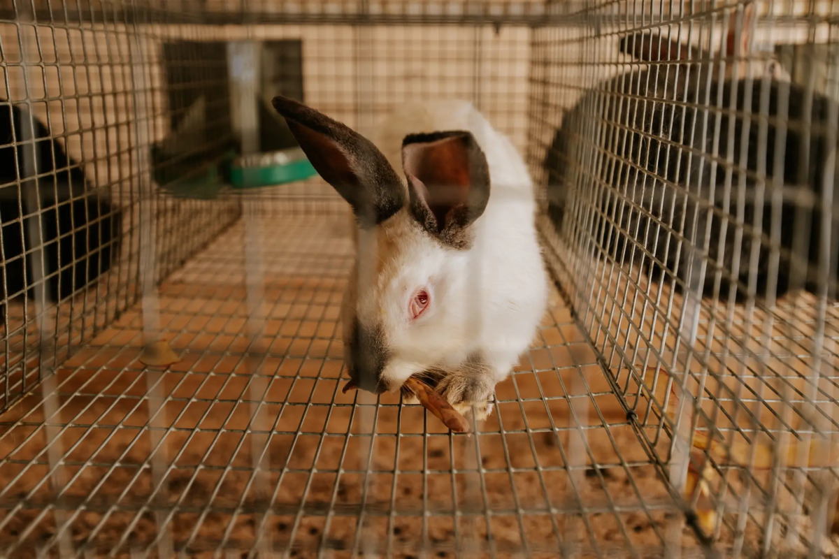 База отдыха Агротуристический комплекс Эль Ранчо