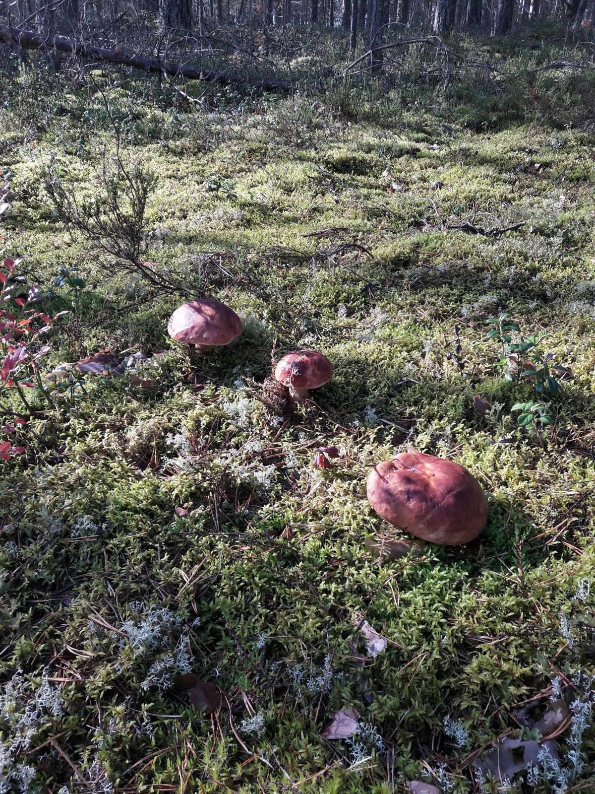 Гостевой Дом Тулокса