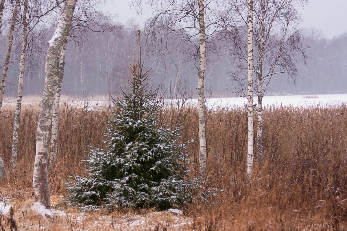 Коттеджный Комплекс Озерный Берег
