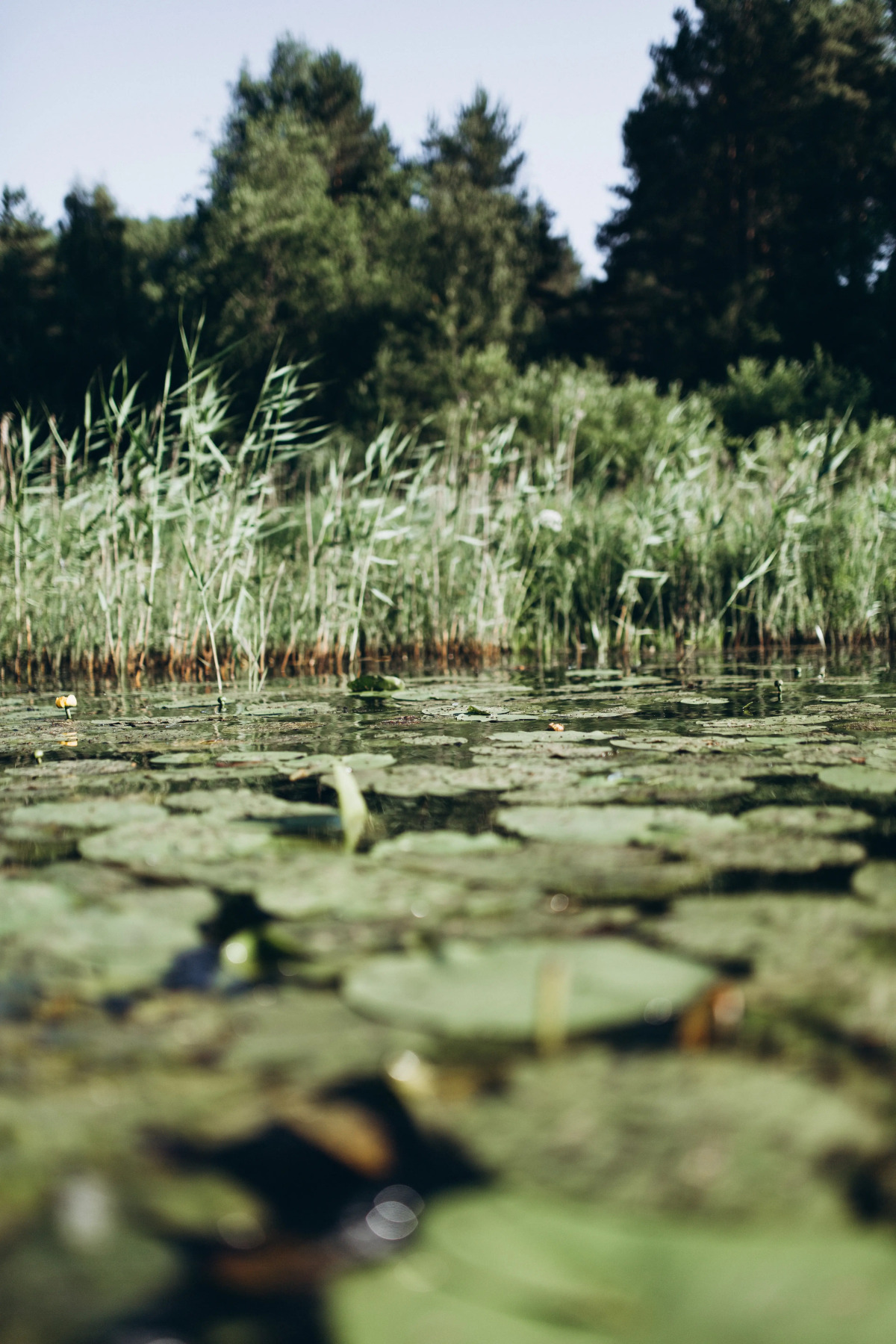 Глэмпинг Lago Ladoga