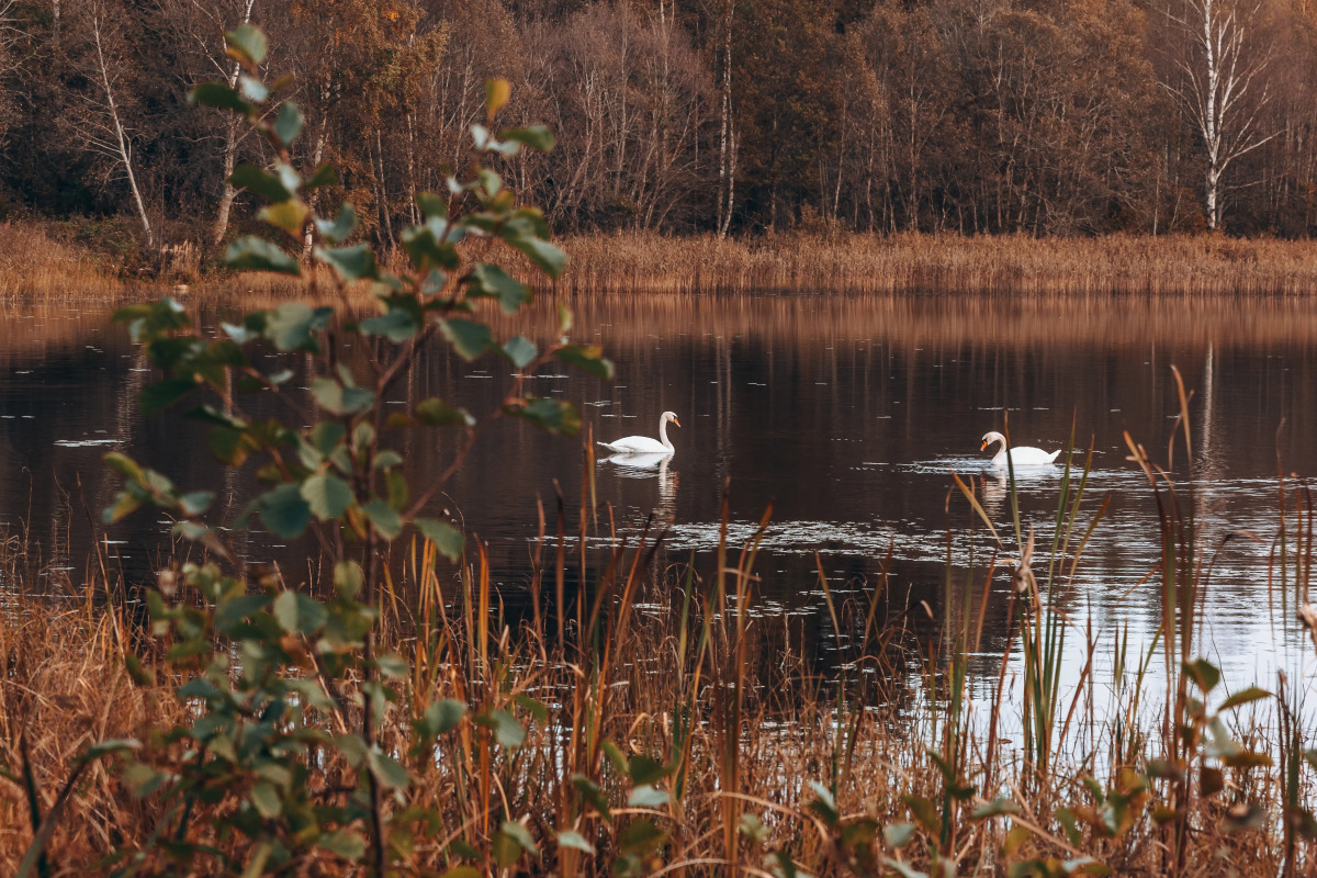 Кемпинг ForrestHome