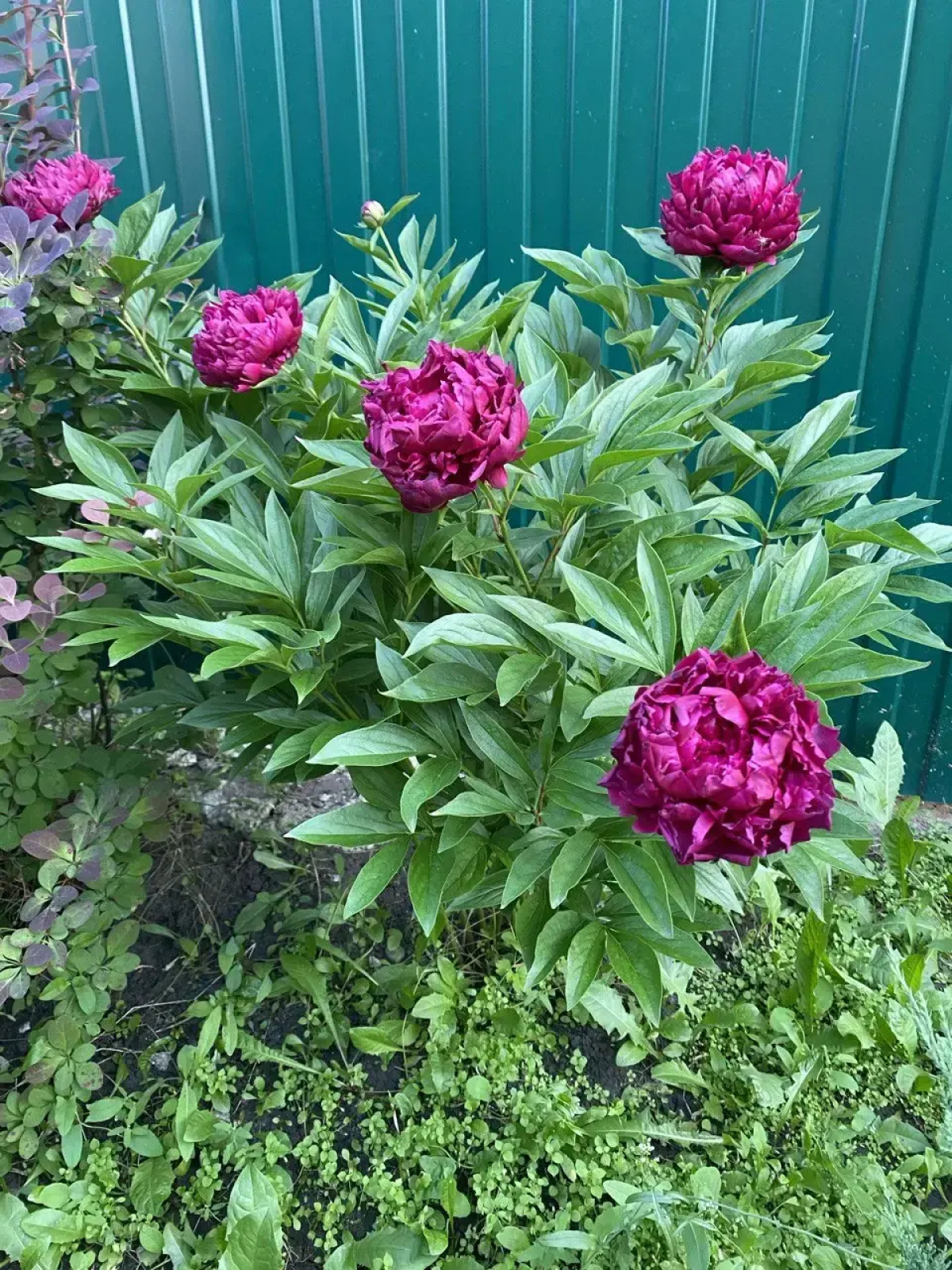 Вилла Усадьба Лесной Рай