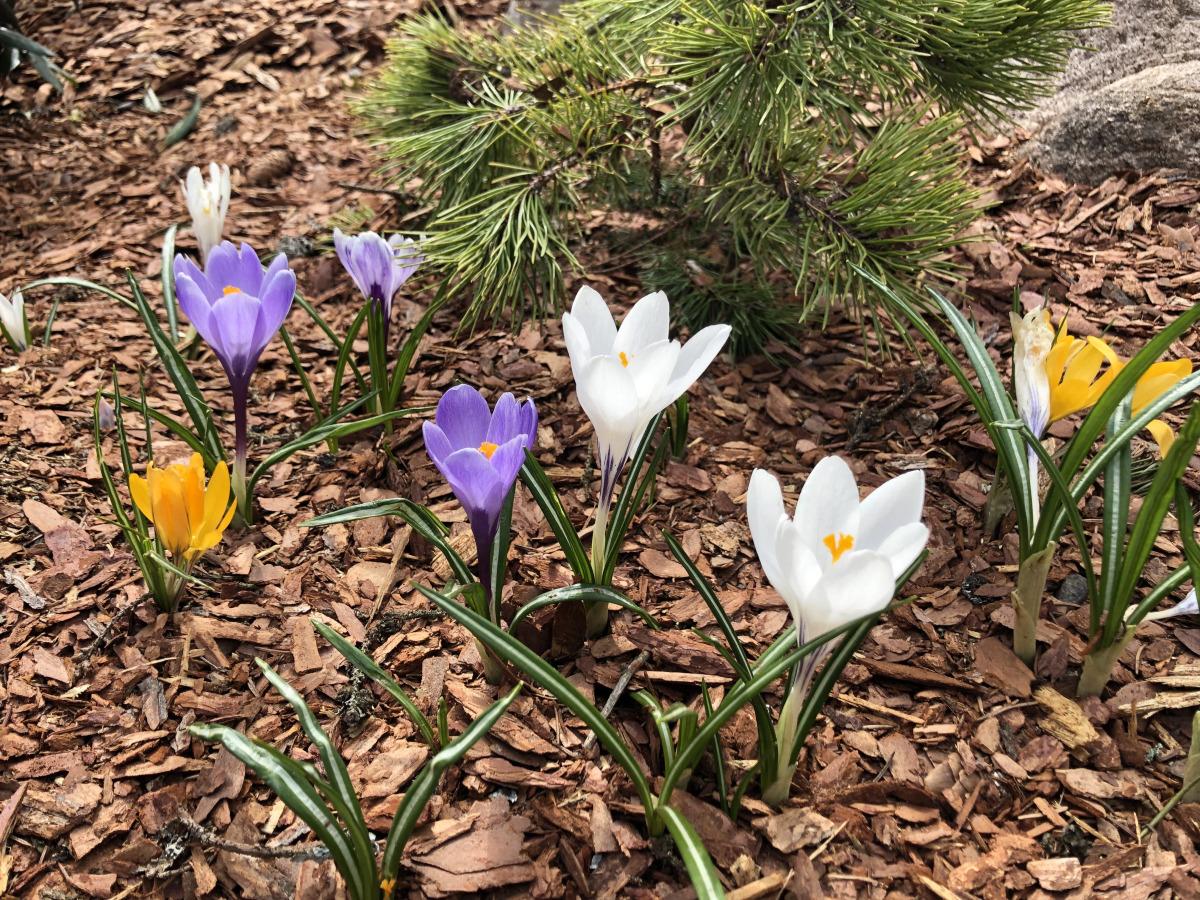 Гостевой Дом Вырицкий Мамонт