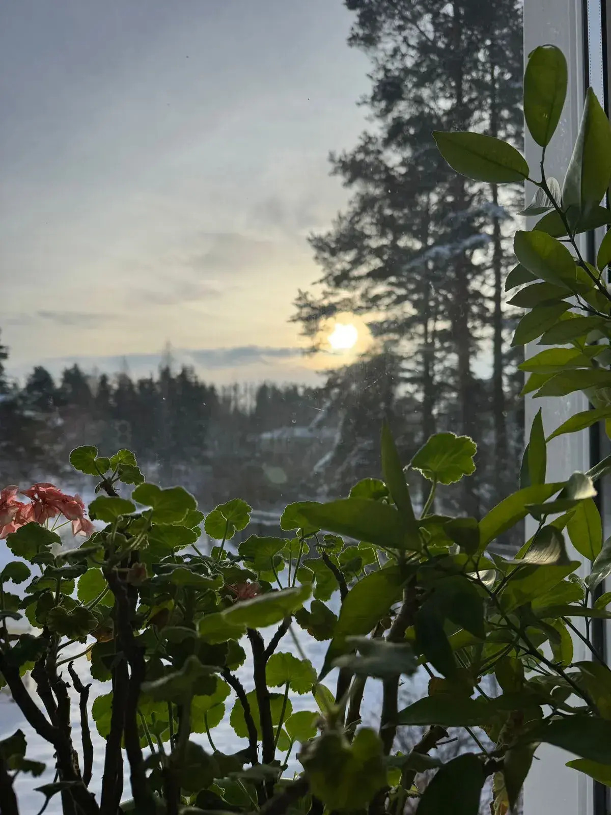 Дом у сосен