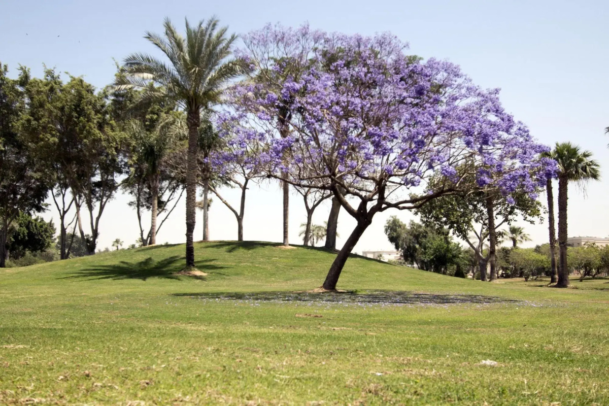 Курортный Отель Swiss Inn Pyramids Golf Resort